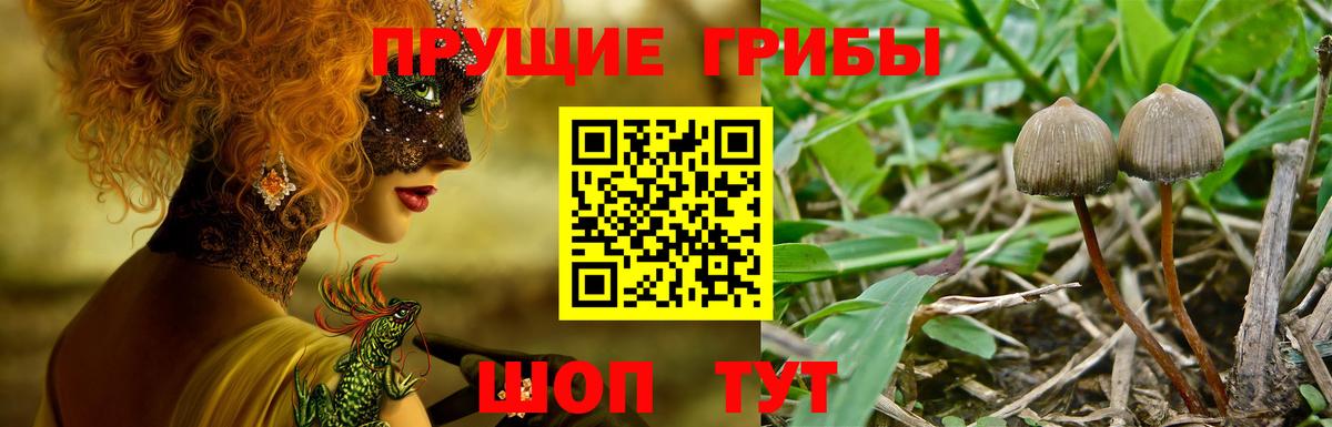 Псилоцибиновые грибы Psilocybe Омск